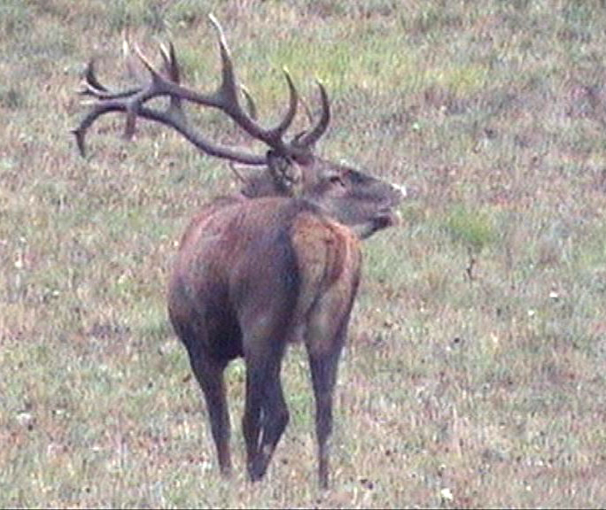 PASSIONE PER IL CERVO